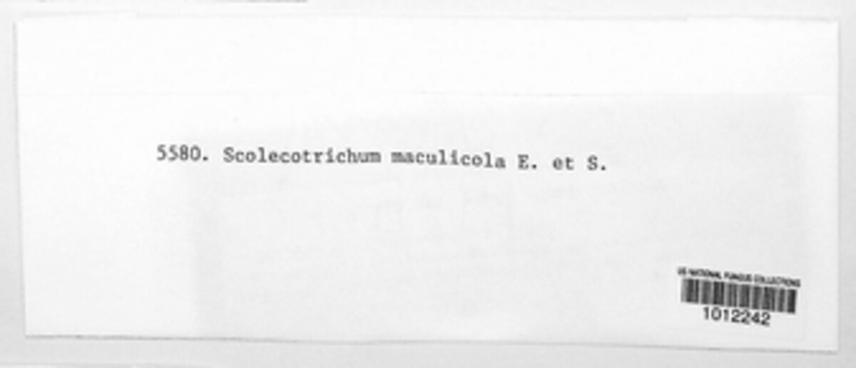Scolicotrichum image